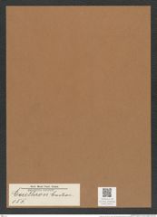 Corethron sp. (de-Toni-Nr.: Genus 155) Zeichnungen Sammlung Grunow Mappe 04211 (Herbarium_W_Grunow_drawings_Folder_04211)
